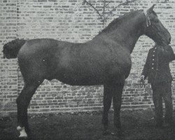 stallion Omar 2044 (Holsteiner, 1900, from Landgraf 1937)