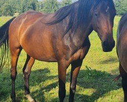 dressage horse Frankenbach Felicitas (Westphalian, 2021, from Franziskus FRH)