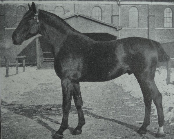 stallion Friedland 2443 (Holsteiner, 1913, from Tobias 2161)