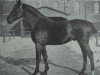 stallion Friedland 2443 (Holsteiner, 1913, from Tobias 2161)