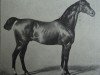 stallion Ethelbert 1197 (Holsteiner, 1874, from St. Fagans xx)