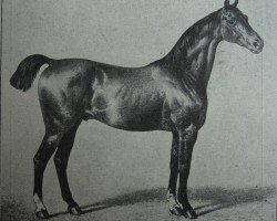 stallion Ethelbert 1197 (Holsteiner, 1874, from St. Fagans xx)