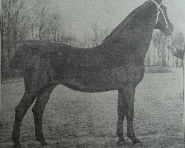 Deckhengst Lord 1933 (Holsteiner, 1897, von Ethelbert 1197)