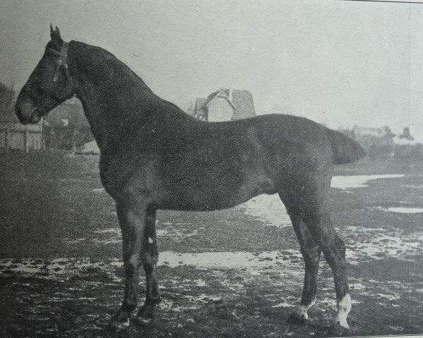 stallion Elegant 2421 (Holsteiner, 1913, from Lord 1933)