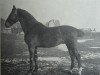 stallion Elegant 2421 (Holsteiner, 1913, from Lord 1933)