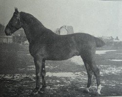 stallion Elegant 2421 (Holsteiner, 1913, from Lord 1933)