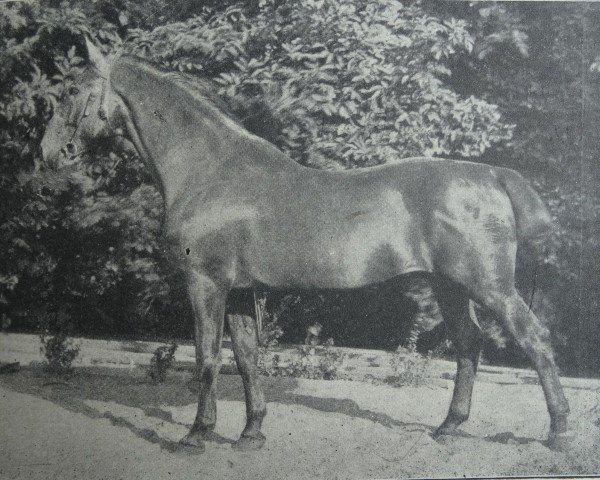 stallion Simon 2140 (Holst) (Holsteiner, 1903, from Lord 1933)