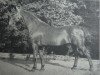 stallion Simon 2140 (Holst) (Holsteiner, 1903, from Lord 1933)