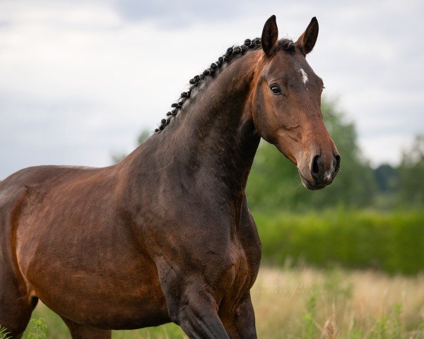 broodmare Weissena´s Golden (Oldenburg, 2020, from Global Player OLD)