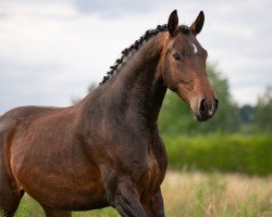 horse Weissena´s Golden (Oldenburger, 2020, from Global Player OLD)