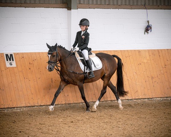 dressage horse Toffie Fee (Pony without race description, 2015)