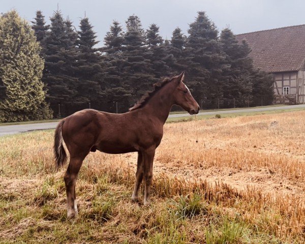 foal Hengst von Django (German Riding Pony, 2024, from Django)