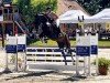 jumper Nikita 539 (KWPN (Royal Dutch Sporthorse), 2018, from Il Est Balou)