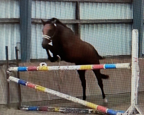 jumper Drago (Hanoverian, 2021, from Dia Corrado)