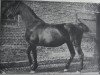 broodmare Fregatte 317 (Holsteiner, 1885, from Ethelbert 1197)