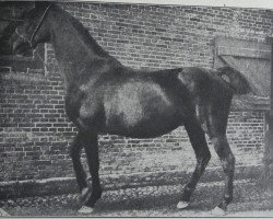 broodmare Fregatte 317 (Holsteiner, 1885, from Ethelbert 1197)