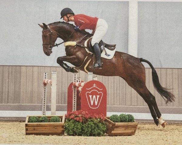 jumper Petite La Fleur (Hanoverian, 2018, from Prinz Pablo)