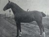 stallion Zeus 2267 (Holsteiner, 1908, from Amurath II (D) 1981)