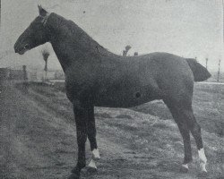 stallion Zeus 2267 (Holsteiner, 1908, from Amurath II (D) 1981)