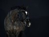 dressage horse Fürst Pablo (Bavarian, 2006, from Fürst Grandios)