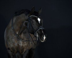 dressage horse Fürst Pablo (Bavarian, 2006, from Fürst Grandios)