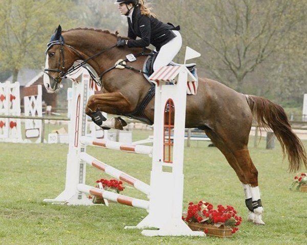 Springpferd Banderas 169 J (Sachsen-Anhaltiner, 2002, von Brandenburger)