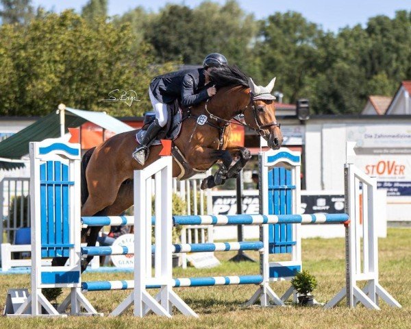 jumper Kimba 164 (Oldenburg show jumper, 2014, from Kannan)