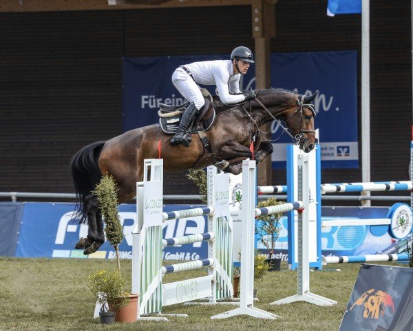 jumper Canavaro 17 (Oldenburg show jumper, 2019, from Cornet Obolensky)