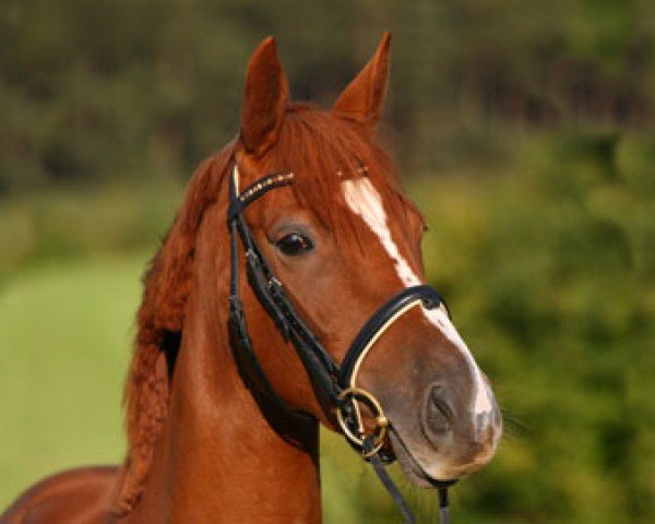 broodmare Love's Devine (Oldenburg, 2007, from Lauries Crusador xx)