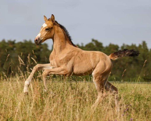 dressage horse Diamond Perfektion VEC (German Riding Pony, 2022, from Reitland's Diamonds Gold)