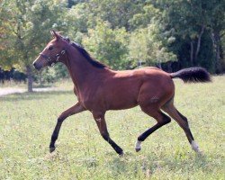 dressage horse Blitzkauf (German Sport Horse, 2018, from DSP Boss Hoss)