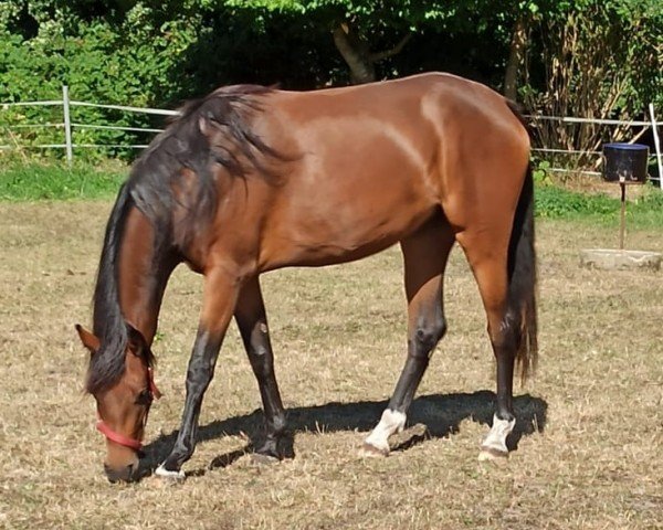 jumper Dia (Hanoverian, 2020, from Dia Corrado)