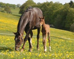 broodmare Dee (unknown, 2007, from Duntroon)