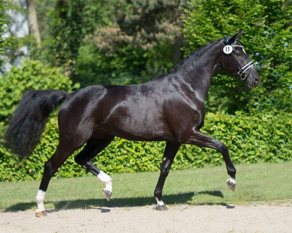 broodmare It's Showtime VEC (Oldenburg, 2010, from Imperio 3)