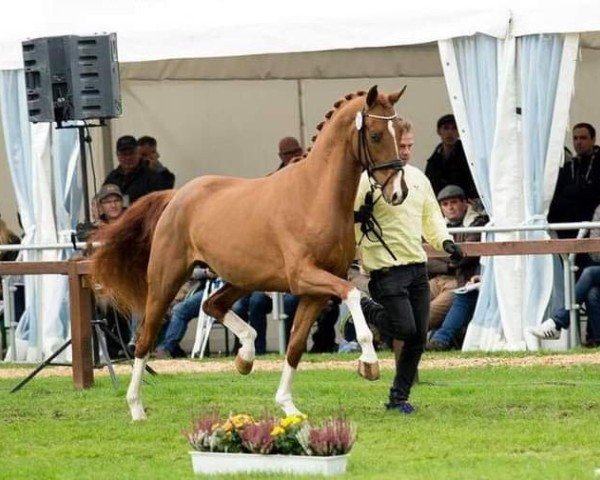 stallion Vom Feinsten (Hanoverian, 2015, from Vivaldi)