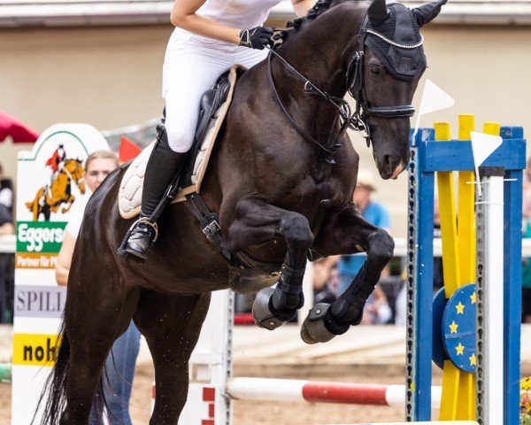 dressage horse Schneewittchen Le Vivaldi (German Sport Horse, 2017, from Le Vivaldi)