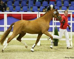 dressage horse Chartstürmer WE (German Riding Pony, 2013, from Caramel FH WE)