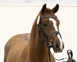 stallion Honey's Hope (German Riding Pony, 2010, from Halifax)