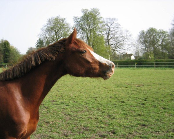 dressage horse Vindalloo (German Riding Pony, 2001, from Vivaldi)