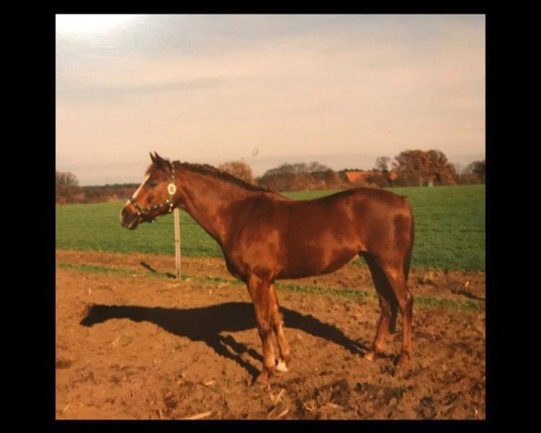 broodmare Tennessy (German Riding Pony, 1985, from Tangerine Dream)