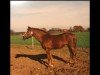 Zuchtstute Tennessy (Deutsches Reitpony, 1985, von Tangerine Dream)