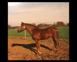 Zuchtstute Tennessy (Deutsches Reitpony, 1985, von Tangerine Dream)