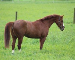 dressage horse Jazly v.d. Zwinkhoeve (anglo european sporthorse, 2014, from Equidam Dc)