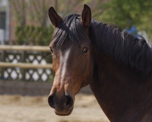 dressage horse Romagicmant (Westphalian, 2001, from Bmc Roman Nature)