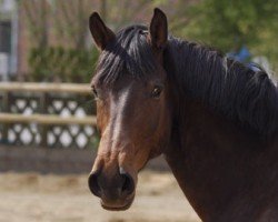 dressage horse Romagicmant (Westphalian, 2001, from Bmc Roman Nature)