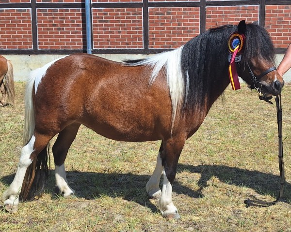 Springpferd Oldmark Vaiana (Dt.Part-bred Shetland Pony, 2021, von Ingo)