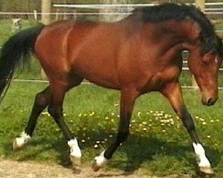 dressage horse Champ of Magic (Rhinelander, 2003, from FS Champion de Luxe)