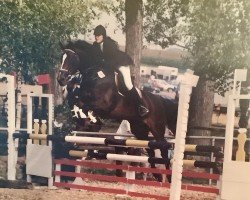 broodmare Faer Lady (Oldenburg show jumper, 1983, from Furioso II)