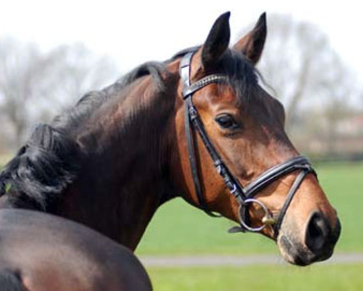 Pferd Finest Quality (Rheinländer, 2006, von Florencio I)