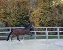 dressage horse For Passion (Hanoverian, 2019, from For Romance I)